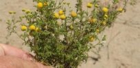 From smelly roadside nuisance to key biofuel crop? How gene editing could transform stinkweed into an essential canola alternative