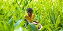 ‘Uncertain and confused’: Sri Lankan farmers facing government’s ‘misguided’ ban on all synthetic chemicals fear sustainable farming will be unattainable