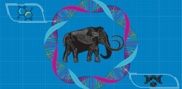 Here’s an update on the (quixotic?) CRISPR gene editing project to revive the defunct woolly mammoth