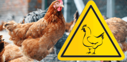 Bird flu is a major threat to chicken farming and human health. A gene-editing solution developed by African scientists is in the works