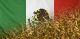 Mexico is banning US GMO corn — but not enforcing it? What’s really going on?
