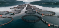 Meet the ‘disruptive technologies’ revolutionizing aquaculture