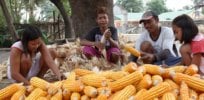 ‘All positives’: 17 years after GM corn introduction, the Philippines shows sharp increase in output and household incomes — with the poor benefiting the most