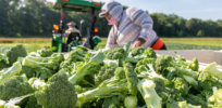 As UK veers from EU anti-biotech regulations and opens doors to gene editing, landmark study on broccoli and other brassicas highlights innovation