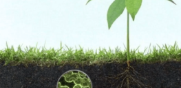 Saving our soil: 4 new microbial technologies that keep soil healthy and us fed