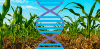 Viewpoint: Carbon-preserving regenerative agriculture inextricably linked to CRISPR and gene edited crops