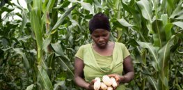 As Uganda’s farm economy languishes, political forces block agricultural biotech innovation