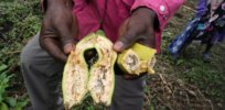 African scientists have created a CRISPR-edited banana that's resistant to a disease ravaging farms across the continent