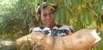 Kenyan small farmers look to genetically engineered disease resistant cassava to improve food security