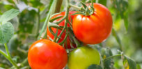 A tomato that requires no pesticides to grow?