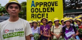 Greenpeace denounces Philippines’ approval of nutrition-enhanced GMO Golden Rice