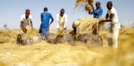 Nigeria moves forward with nitrogen-efficient GMO rice