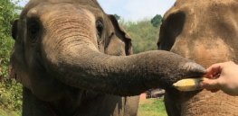 Elephants are clever problem solvers — and they have distinct personalities, too