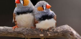 Nature study finds growth and body composition of Zebra finches are 'positively impacted' by early life exposure to low doses of neonicotinoids
