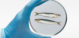 Cell-grown fish may beat lab-meat to the market