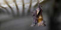 Could gene editing and gene drives alter bats to prevent future pandemics?