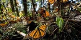 Eastern monarch butterfly is in decline, but it’s not due to habitat loss or chemicals. Blame it on climate change
