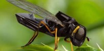 Concerned about insect declines? AI pollinating robots could come to the rescue