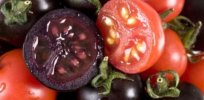 A ‘dazzling, eggplant-colored’ genetically-modified tomato slated for US rollout. Here are its prospects in Australia
