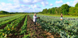 Supporters of organic and genetically engineered crops want the same thing. How we get there most sustainably is the sticking point 