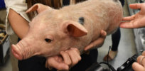 China’s xenotransplantation boom: Gene editing providing modified pig organs for human transplant