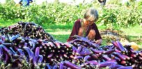 Philippines approves GMO insect-resistant Bt eggplant, rejecting Greenpeace objections