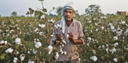 ‘Despite the challenges of misinformation, the technology has enjoyed the confidence of farmers, researchers and policymakers’: Bt insect-resistant cotton celebrates 20 years of increased productivity