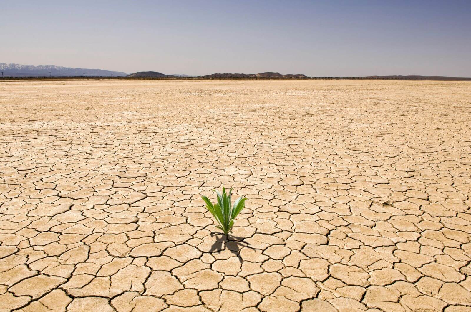 Засуха пришла. Засуха. Опустынивание земель. Пустыня засуха. Опустынивание почв.