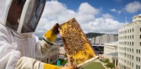 Viewpoint: ‘Darwinian beekeeping’ — Bees have adapted for over 100 million years. Maybe saving them from parasites could be as easy as leaving them alone