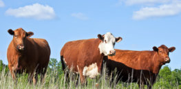‘Activists are working hard to take the farm animal out of the food equation’: Farmers push back on plant- and lab-grown meat movement
