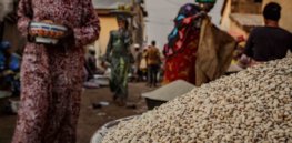 Ghana edges toward adopting pest resistant GMO cowpea