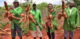 Kenya greenlights disease-resistant genetically modified cassava