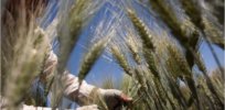 A human protein genetically engineered into wheat plants increases yields by 50%. Is this dramatic tweak replicable?