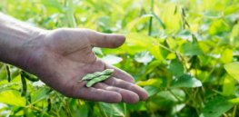 EU approves 10 GMO crops — corn, soybean, oilseed rape and cotton — for use as food and feed