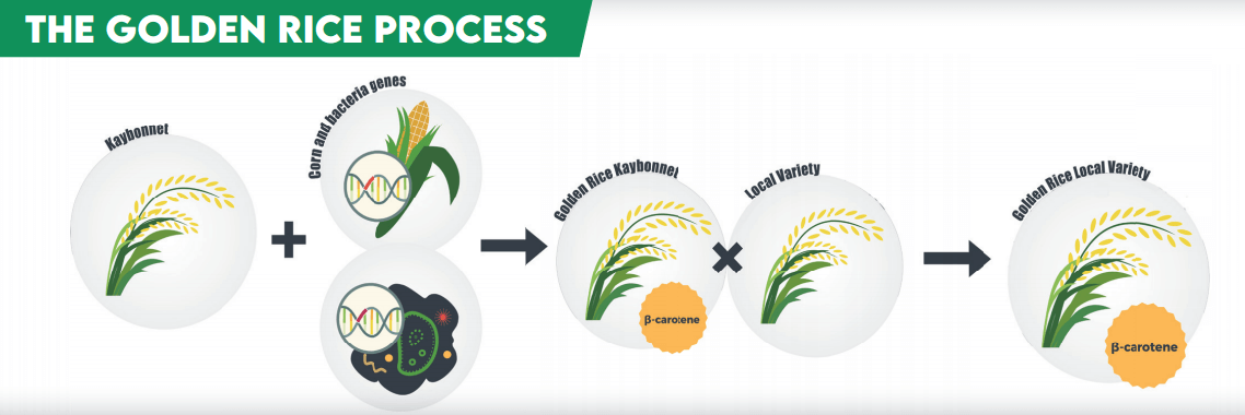 golden rice genetic engineering