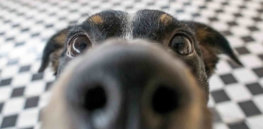 The dog nose knows: Bio-detection dogs can save your life. Here’s how