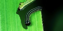 Gene drives to control plant pests show promise but technological and public acceptance hurdles loom