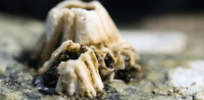 Sticky substance that barnacles use to cling to rocks inspires biocompatible glue to quickly seal wounds