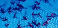 ‘Phenomenal advancements’ in gene drive technology to eradicate disease-carrying mosquitoes