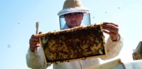 Scorching western drought weakens honeybees, threatening almond and fruit crops