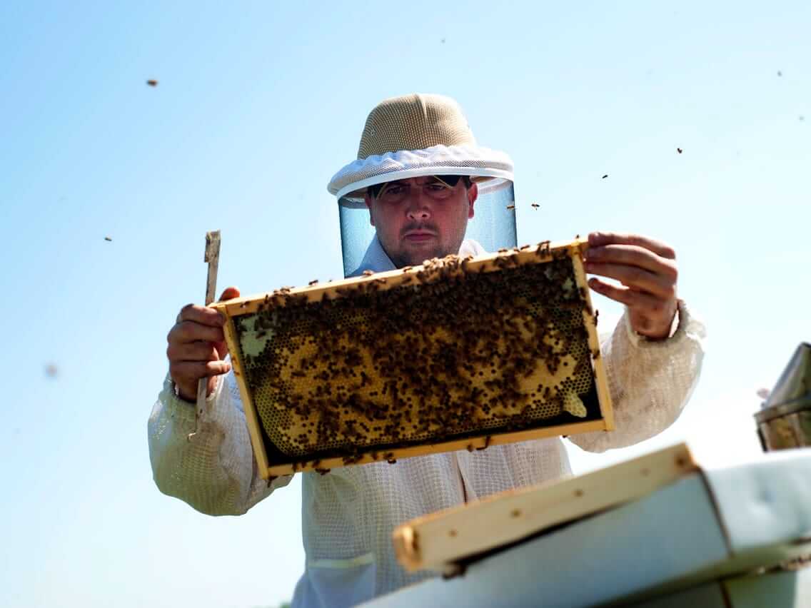 Scorching western drought weakens honeybees, threatening almond and fruit crops