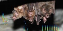 Baby talk: What we can learn from bats about how human moms and babies communicate