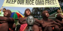 Viewpoint: Greenpeace’s failed attempts to derail Philippines Golden Rice approval illustrates its heartless ideology