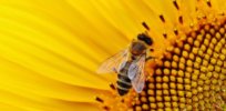 First global index of pollinator population changes: Habitat loss and land management are primary drivers, with pesticides last