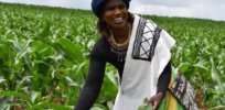 GM crops: Kenya and Nigeria progress as Uganda falters
