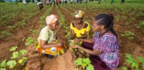 Drudgery relief advantages of GMOs: Genetically engineered corn in South Africa reduces burden of hand-weeding on women