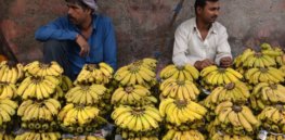 Video: Anti-biotechnology activism is blocking our only way to save the Cavendish, the world’s most popular banana