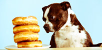 Love over food: Canines pass on eating when forced to choose between their owners and snacks
