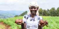 Breeding to battle potato late blight disease in Uganda: What once took 46 years, now takes just a few with biotechnology