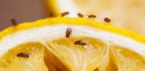 Sex or food? When deprived of both, dinner wins out — at least for fruit flies
